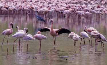 2-Day Luxurious Getaway at the Cliff in Lake Nakuru