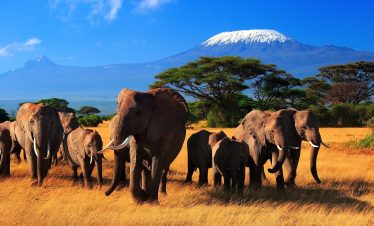 2-Day Best Amboseli National Park Safari