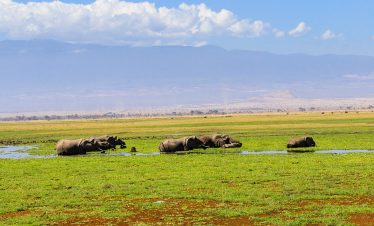 2-Day Safari to Amboseli National Park- Land of Giants