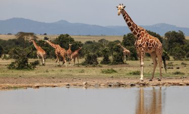 2-Day Ol Pejeta Conservancy Safari