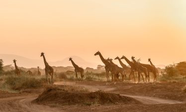 2-Day Amboseli National Park Luxury Tour