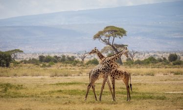 3-Day Expedition to Amboseli National Park(Mid-Range)