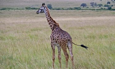 3-Day Naivasha – Masai Mara – 7Hrs/330Kms