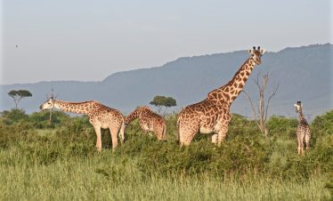 3-Day Thrilling Masai Mara Jeep Safari Spectacle