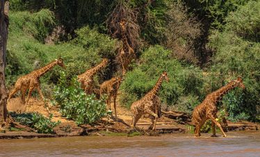 3-Day Samburu Game Reserve Tour