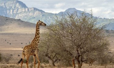 2-Day Saltlick Safari Trail