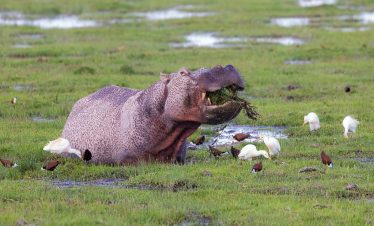 3-Day Amboseli National Park Small Group Tour