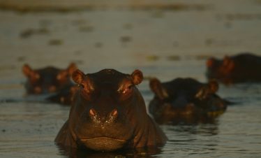 6-Day Chobe NP, Savuti & Moremi Mobile Camping & Mokoro