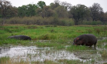 5-Day Delta Delights Safari