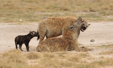 2-Day Amboseli Midrange Safari