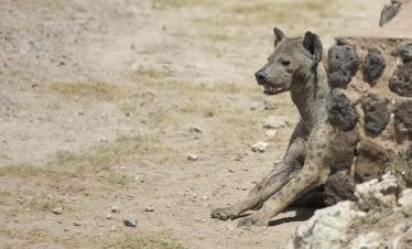 3-Day Highlights of Amboseli Park Safari