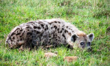 2-Day Adventure in Masai Mara