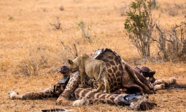 3-Day Tsavo East and West National Park Tour