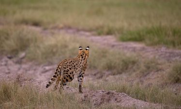 2-Day Amboseli Midrange Unforgettable Private Tour