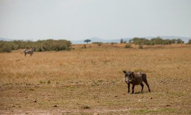 3-Day Masai Mara Join-in Safari with a Landcruiser