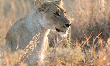 8-Day Classic Big Five Tour