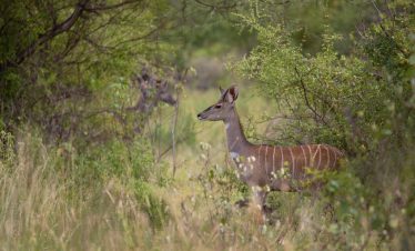 3-Day Taita Hills and Tsavo East National Park Safari