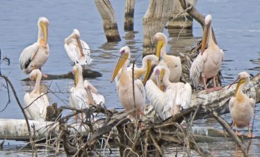 2-Day Magical Adventure at Naivasha and Lake Nakuru Park