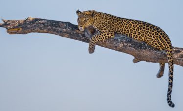 7-Day Mobile Camping (Leopard Track)