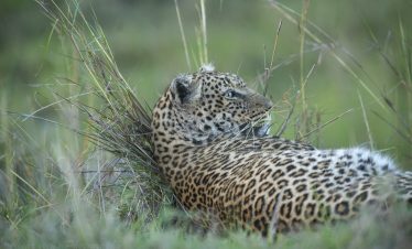 3-Day Masai Mara Mid-Range Tour
