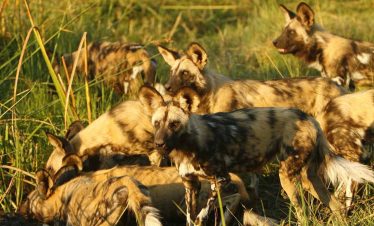 7-Day Okavango Delta and Linyanti Green Season Special