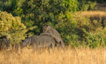 3-Day Salt Lick Safari Lodge Train Package