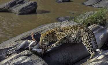 2-Day Masai Mara Safari Trip