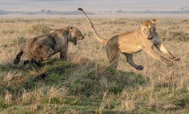 3-Day In the Great Savannah of Maasai Mara Game Reserve