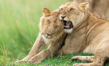 2-Day Maasai Mara Sleepover