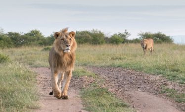 3-Day Masai Mara Budget Safari Holiday