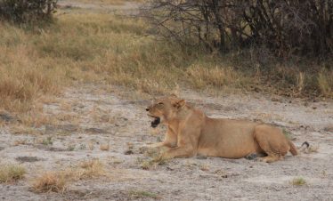 5-Day Mokoro and Big Cat Botswana Experience