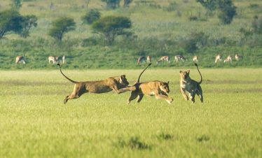 7-Day Luxury Botswana Safari Tour