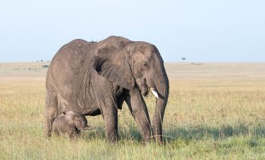 3-Day Masai Mara Budget Group Joining Safari Tour