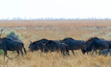 8-Day Phenomenal Diverse Landscapes of Botswana Safari