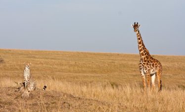 2-Day Exploring Masai Mara National Reserve