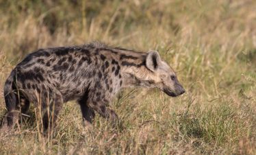 3-Day Maasai Mara Wildebeest Migration Period