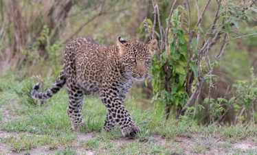 3-Day Masai National Reserve Migration and Wildlife Tour