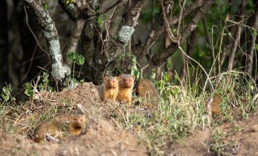 2-Day Masai Mara National Reserve Private Budget Tour