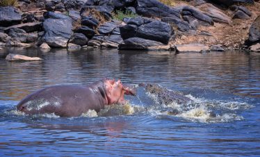 2-Day Masai Mara Best Overnight Deal