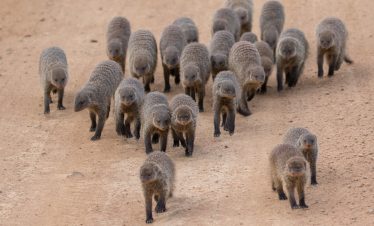 3-Day Maasai Mara Mid Range Lodge Tour