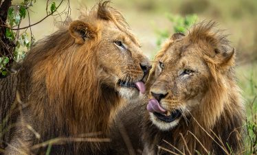 3-Day Masai – Mara Safari
