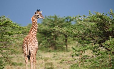 3-Day Fly-in Kichwa Tembo – Masai Mara Safari