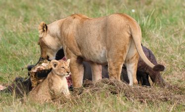 2-Day Amboseli Overnight Safari