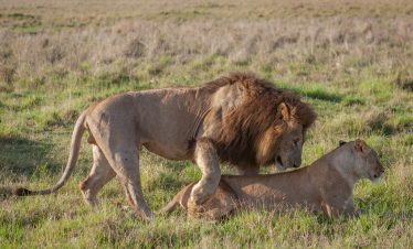 3-Day The Famous Mara – Luxury