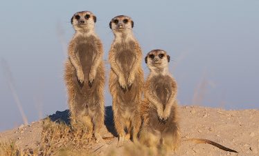 3-Day Meerkat Expedition