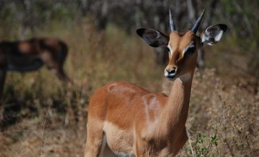 6-Day Okavango Delta Combo