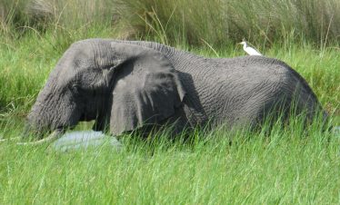 6-Day Okavango Delta Experience (Fly-in Safari)