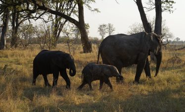 1-Day Elephant Trail -Moremi