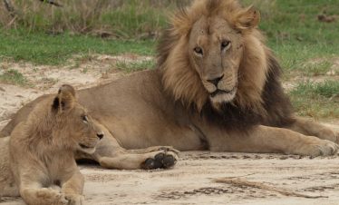 6-Day Lion Trail – Botswana