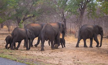 7-Day Botswana and Victoria Falls Luxury Tour